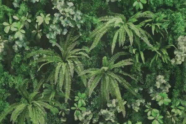 ABK Wide & Style Dark Edition in Secret Garden